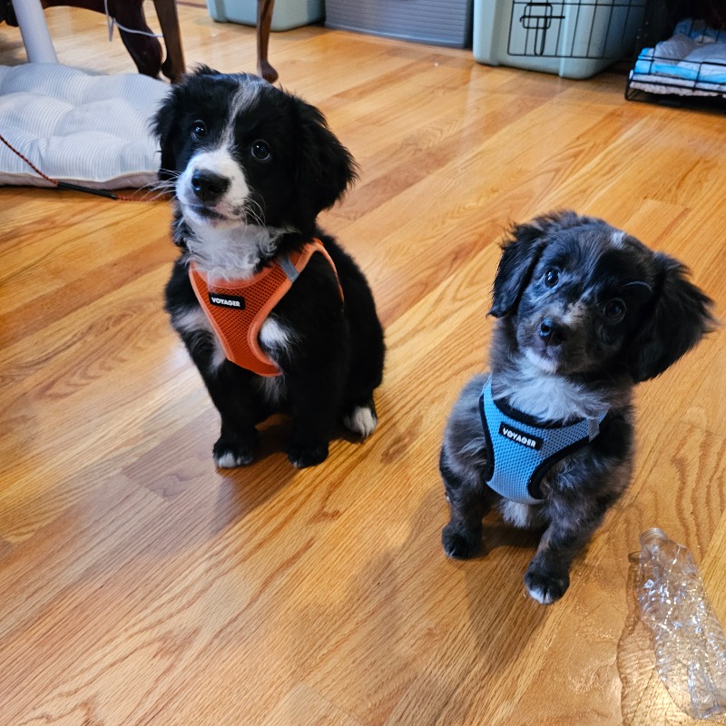 Puppy days